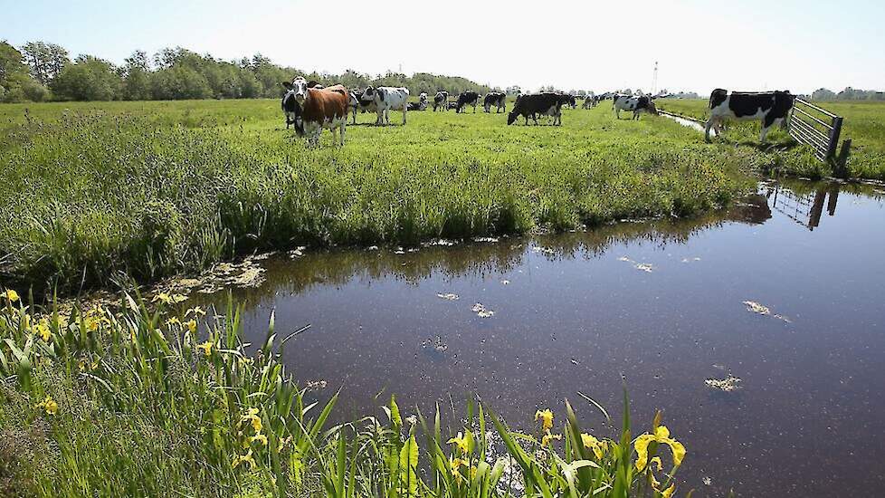 Nieuwe Impuls Brabant Extensivering Veehouderij Rond Natuurgebieden