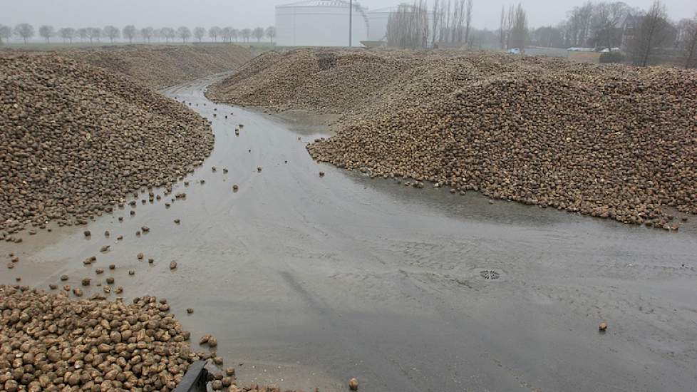 Op het losterrein ligt nog een aardige voorraad bieten. 'Van de bieten wordt 70 procent direct ingevoerd in de fabriek, de rest wordt gestort op het losterrein. Deze bieten worden verwerkt in de uren waarin er minder aanvoer is.' Op deze manier kan Suiker