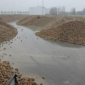 Op het losterrein ligt nog een aardige voorraad bieten. 'Van de bieten wordt 70 procent direct ingevoerd in de fabriek, de rest wordt gestort op het losterrein. Deze bieten worden verwerkt in de uren waarin er minder aanvoer is.' Op deze manier kan Suiker