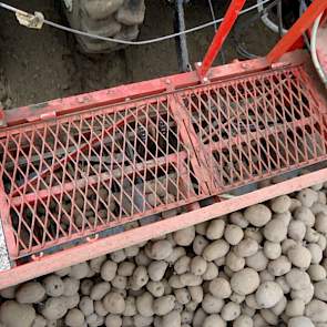 Goedegebuure plant Doré’s, bij Moerland gaan Doré’s en Frieslanders de grond in.