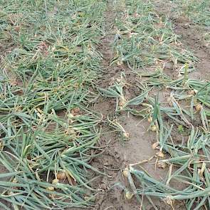 In een deel van de uienproeven zat een flinke aantasting van fusarium. Zo erg dat het deze week de vraag was of dat deel wel te zien zou zijn op de Uiendag. Besloten werd om het wel te doen. Het fusarium-tolerante ras Hysky (links) onderscheidde zich heel