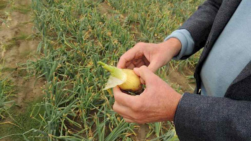 De halzen van de geklapte uien vormen een risico voor besmetting met sporen van koprot, vooral bij vochtige omstandigheden. De sporen gaan naar de kop van de ui en doden daar cellen. Van buitenaf is dat niet te zien. Later in de bewaring komt het voor de