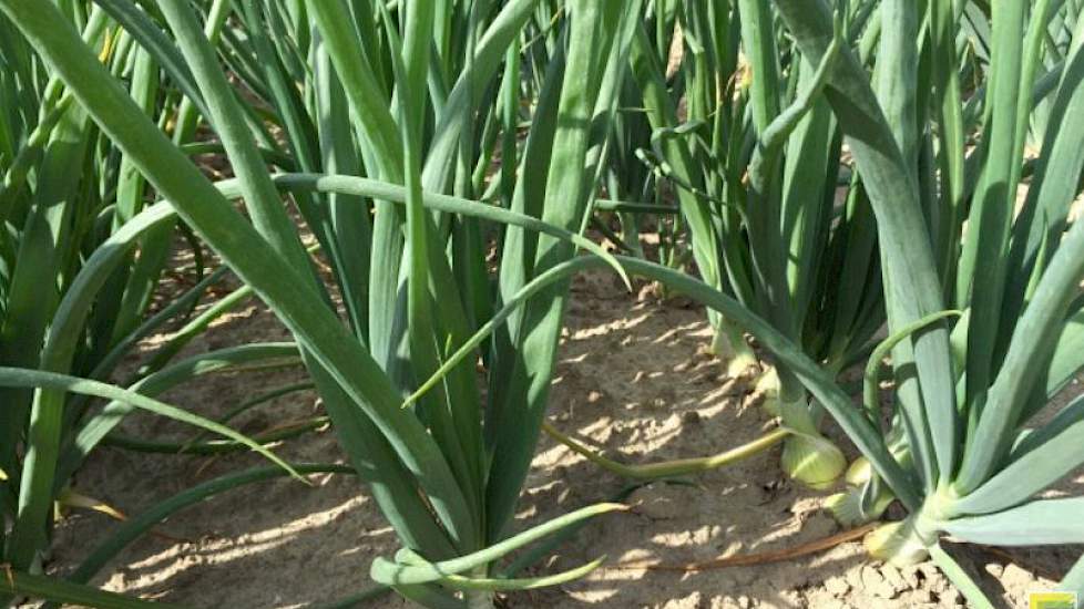 30 juli: Door de wind en de storm van de afgelopen week beginnen de eerste planten al te strijken.