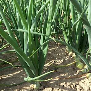 30 juli: Door de wind en de storm van de afgelopen week beginnen de eerste planten al te strijken.