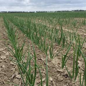 24 juni: Ondanks de droogte is de groei van de uien redelijk op gang. Het voordeel van de droogte van de afgelopen tijd is dat het onkruid prima op mechanische wijze  bestreden kan worden en dat de onkruiddruk redelijk laag is.