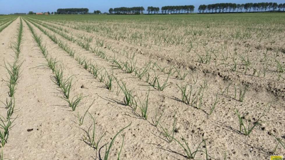 4 juni: Rondom Colijnsplaat is weinig regen gevallen (april 11 mm, mei 48 mm) en zijn de uien door de koude nachten wat trager dan andere jaren. Het onkruid gedijt ook goed, maar is vooralsnog geen groot probleem.