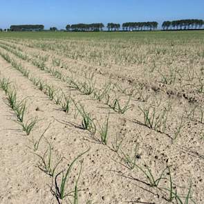 4 juni: Rondom Colijnsplaat is weinig regen gevallen (april 11 mm, mei 48 mm) en zijn de uien door de koude nachten wat trager dan andere jaren. Het onkruid gedijt ook goed, maar is vooralsnog geen groot probleem.