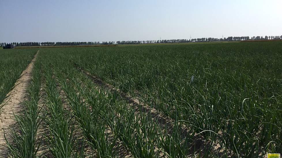 3 juli: in twee weken veel groen blad op de uien gegroeid.