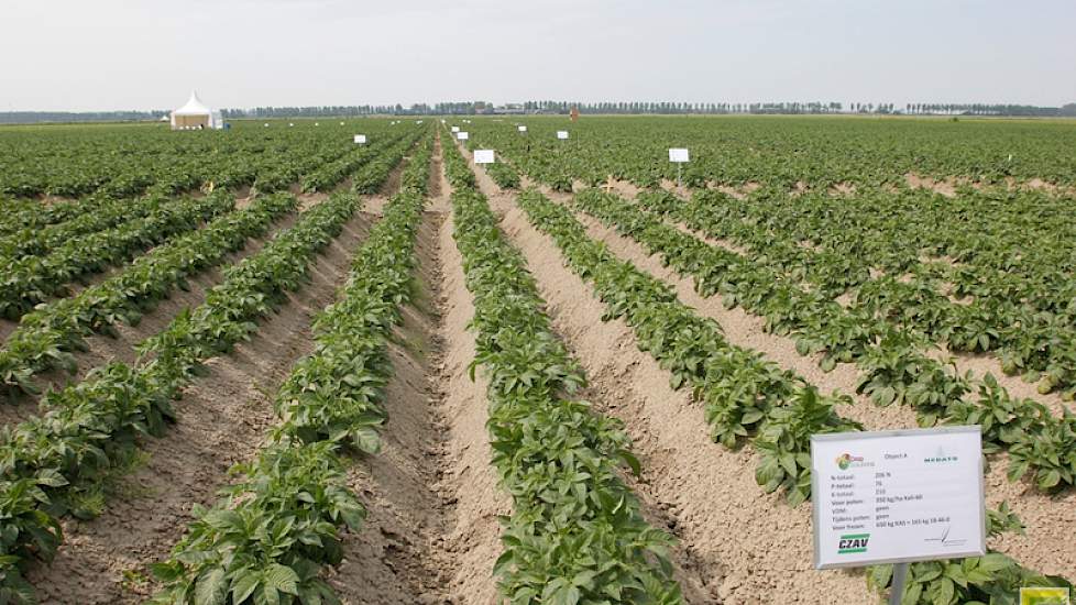 Op de velden liggen uitgebreide proeven op het gebied van bemesting in aardappelen, met onder meer de meststoffen Calcifert S en Foliplus Calcium Xtra. Van deze meststoffen is al een duidelijke werking gezien op het gebied van bewerkbaarheid, kwaliteit en