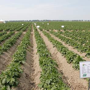 Op de velden liggen uitgebreide proeven op het gebied van bemesting in aardappelen, met onder meer de meststoffen Calcifert S en Foliplus Calcium Xtra. Van deze meststoffen is al een duidelijke werking gezien op het gebied van bewerkbaarheid, kwaliteit en