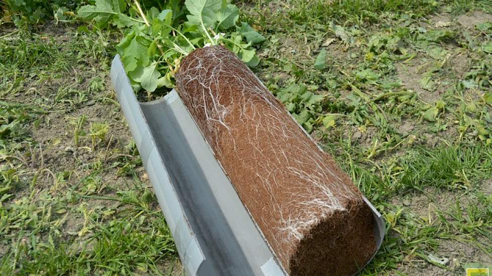 Door gewassen in een pvc-buis te laten groeien, laat Limagrain de beworteling van verschillende grassen en groenbemesters zien.