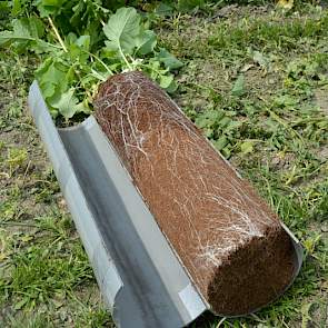 Door gewassen in een pvc-buis te laten groeien, laat Limagrain de beworteling van verschillende grassen en groenbemesters zien.