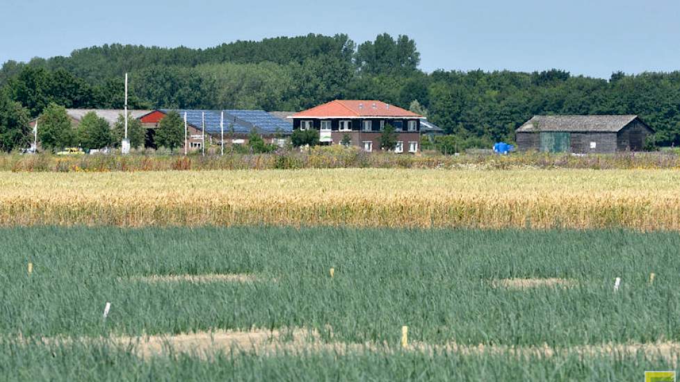 Echt weten wat het effect is van een behandeling kan pas na de oogst en na het wegen ervan. De inhammetjes op het proefveld markeren waar de onderzoekers straks gaan rooien.