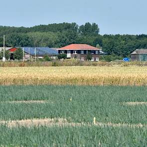 Echt weten wat het effect is van een behandeling kan pas na de oogst en na het wegen ervan. De inhammetjes op het proefveld markeren waar de onderzoekers straks gaan rooien.