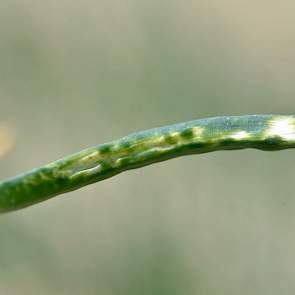 Schade aan een uienblad. In de proeven is dat regelmatig te zien. Dat is volgens de telers ook het nut van de proeven, want zover gaan zij liever niet op een productieperceel. In de proeven zijn objecten te zien die een klap krijgen van een behandeling en