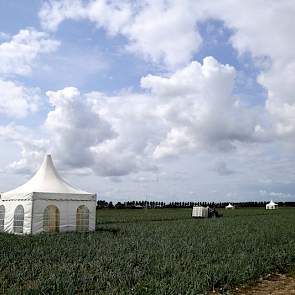 In de pagodetenten presenteren deskundigen donderdag de proeven met gewasbeschermingsmiddelen, onkruidmiddelen, rassen en meststoffen aan de bezoekers.