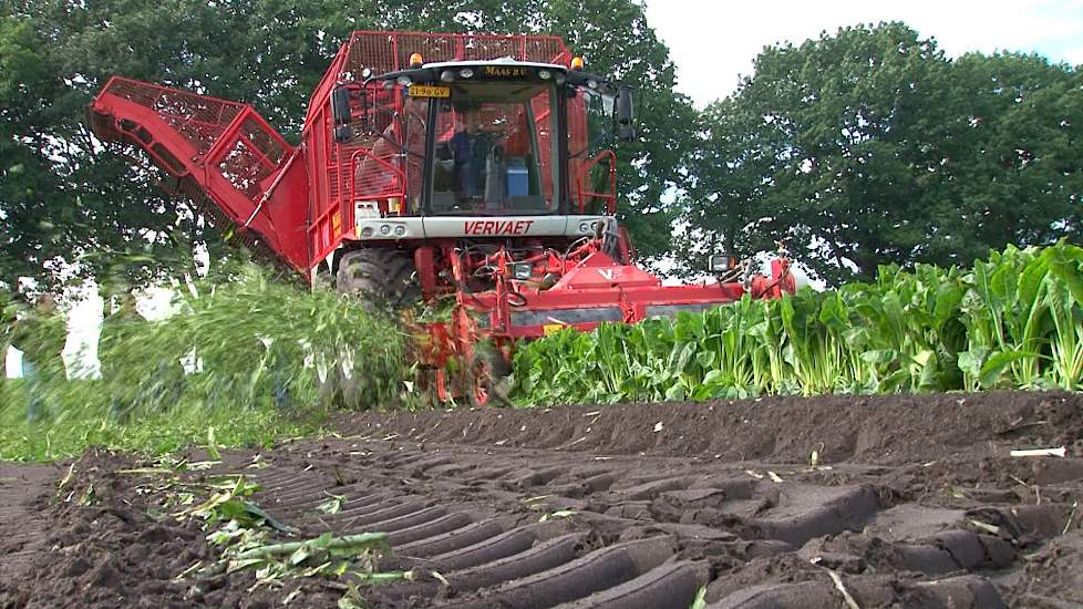 Demonstratie oogsten van cichorei - www.akkerwijzer.nl