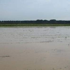 De sloten stonden vorige week vol na bijna 140 mm neerslag, en het water stond op het land.