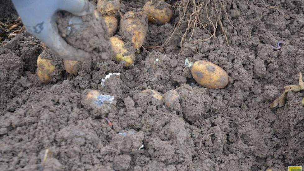 Veel aardappelen zijn al volledig rot, het snot loopt er uit. En dat is goed te ruiken. Ook op delen waar de ruggen niet lang onder water hebben gestaan, zijn de aardappelen rot. ‘Het is te lang verstikkend nat geweest’, zegt taxateur Kees Gommeren. ‘De g