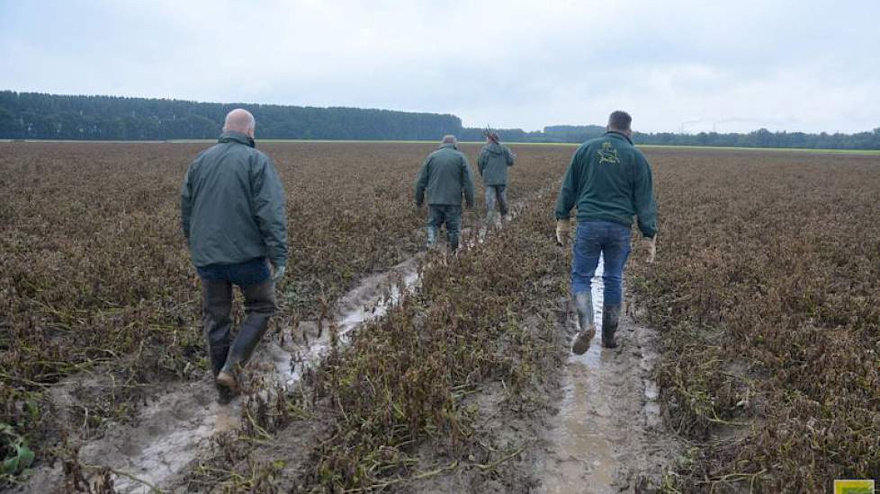 Het perceel met aardappelen van het ras Challenger is drie weken na de zware regenbui nog kletsnat. Het water staat nog in de spuitsporen en de ruggen zijn verzadigd.