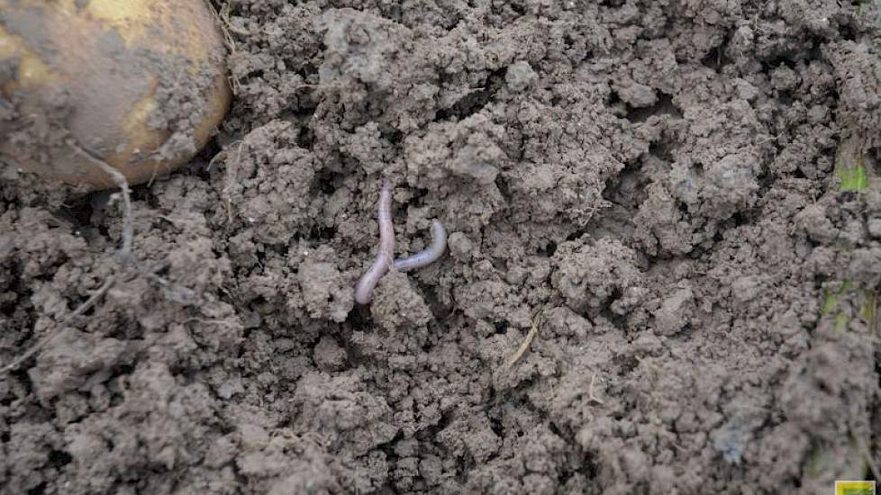 Wormen vormen een nieuwe bedreiging, zegt taxateur Gommeren. ‘Ze komen nu massaal omhoog en poepen in de ruggen. Als dat droogt vormt dat harde kluiten. Twee dagen zon en wind er op en die grond is keihard.’