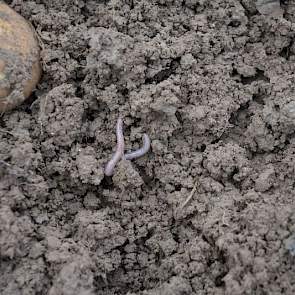 Wormen vormen een nieuwe bedreiging, zegt taxateur Gommeren. ‘Ze komen nu massaal omhoog en poepen in de ruggen. Als dat droogt vormt dat harde kluiten. Twee dagen zon en wind er op en die grond is keihard.’