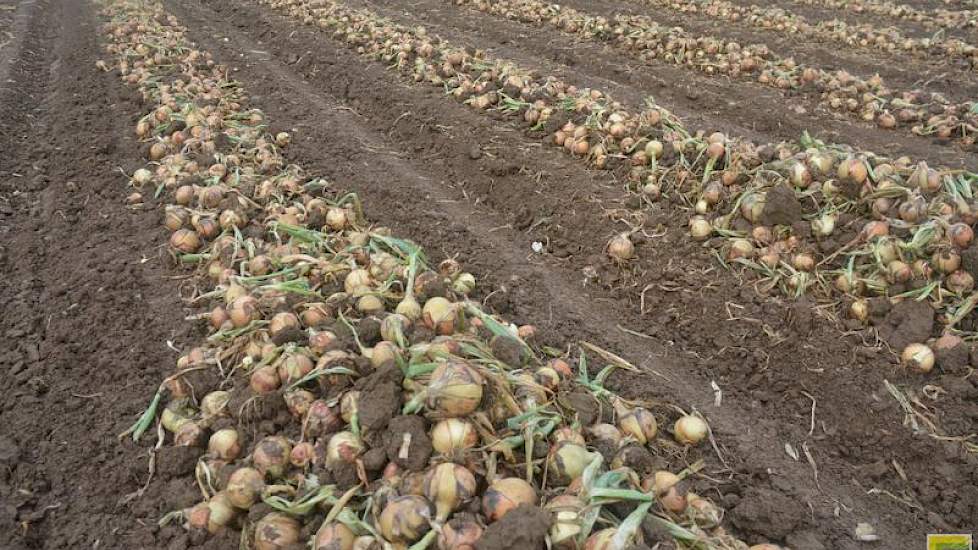 Na de regen hebben de gebroeders Van Gammeren de uien gerooid. Maar dat ging niet zonder slag of stoot: 'We konden steeds maar een paar rijen rooien. Iedere keer regenden we er weer uit.'