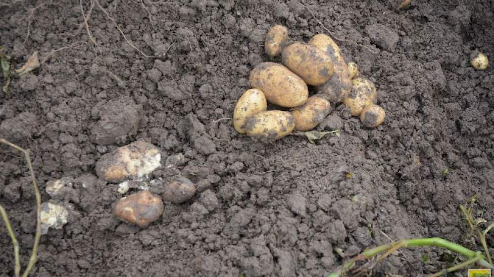 De verschillen op het perceel zijn groot: waar laagtes zitten, hebben de ruggen volledig onder water gestaan en zijn de aardappelen voor 100 procent rot. Op de hogere gedeeltes valt de schade vooralsnog mee.