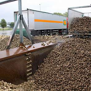 De chauffeur kan dan direct door naar de loslocatie. Ofwel om te kiepen op een plateau bestemd voor de zondag (wanneer er niet gereden maar wel verwerkt wordt), of in één van de bunkers vanwaar de bieten direct naar de wasplaats worden getransporteerd.