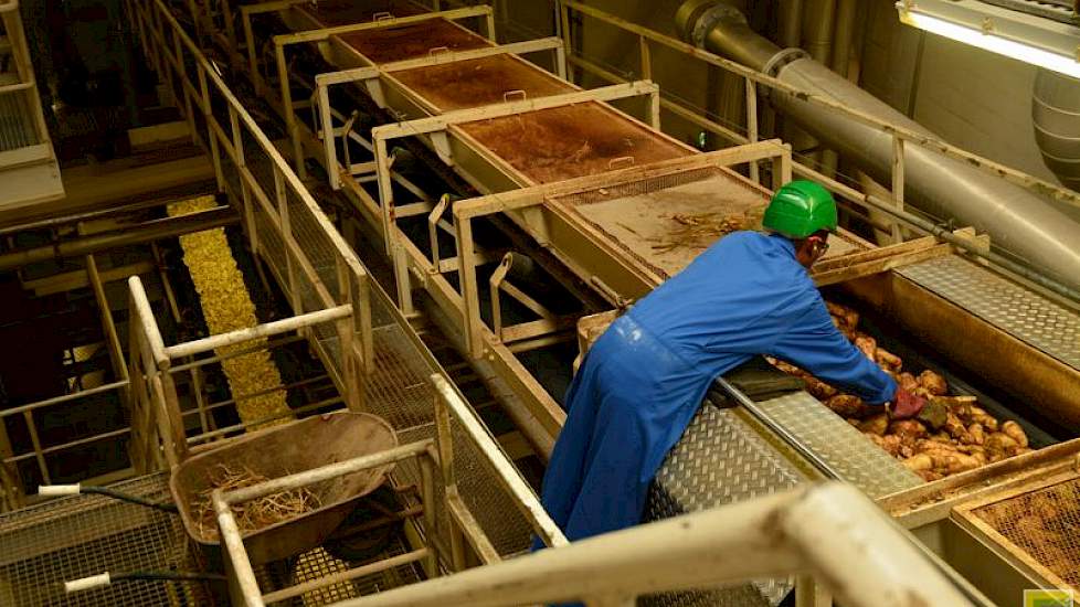 Een metaaldetector checkt de cichorei op metalen voorwerpen. Worden deze gevonden, dan stopt de band en haalt een medewerker de vreemde voorwerpen er uit.