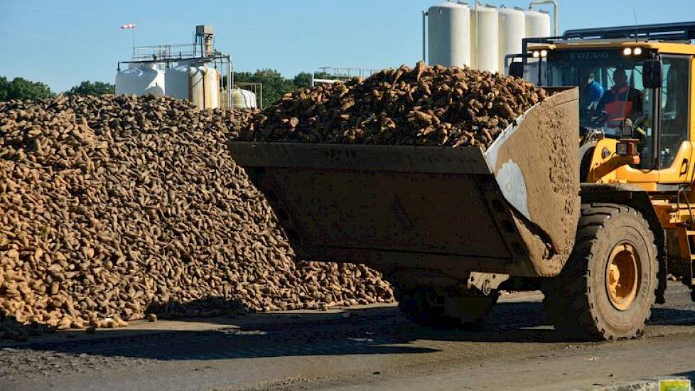 Bij Sensus wordt zeven dagen per week cichorei aangeleverd. De zondagstop, zoals Suiker Unie hanteert, kent de inulineproducent om praktische redenen niet. De stortplaats is relatief klein, waardoor er geen ruimte is voor een bulk voor twee dagen.