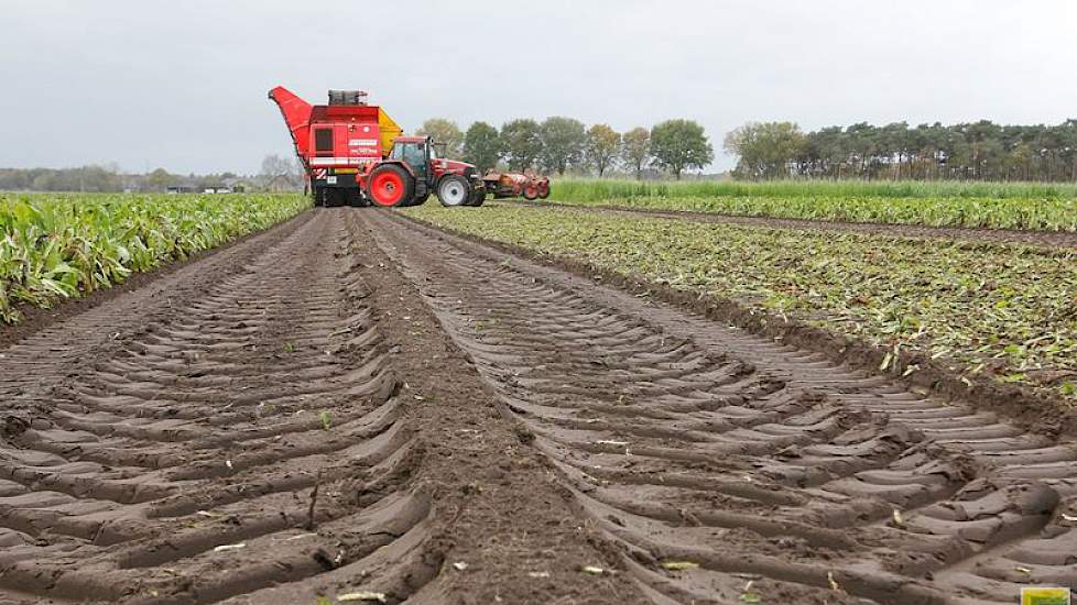 Moonen boert op zandgrond Ondanks de regen van gisteren geen bodemschade van de rooier op rupsen.