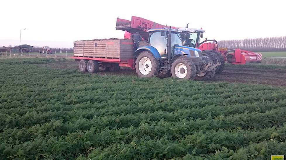 De peen van het ras Nerac wordt voor de versmarkt geleverd aan het Belgische Kimco.