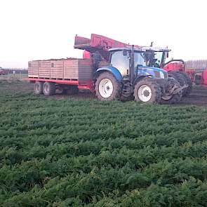 De peen van het ras Nerac wordt voor de versmarkt geleverd aan het Belgische Kimco.