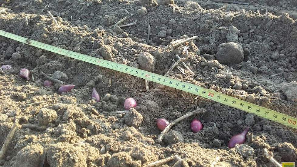 Hij plantte ongeveer 24 plantjes per strekkende meter.