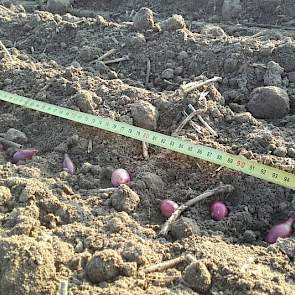 Hij plantte ongeveer 24 plantjes per strekkende meter.