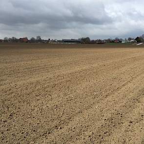 Het is nu wachten tot de bodemtemperatuur hoog genoeg is om cichorei te zaaien. Tegelijkertijd krijgt het zaadbed de tijd om te bezakken.