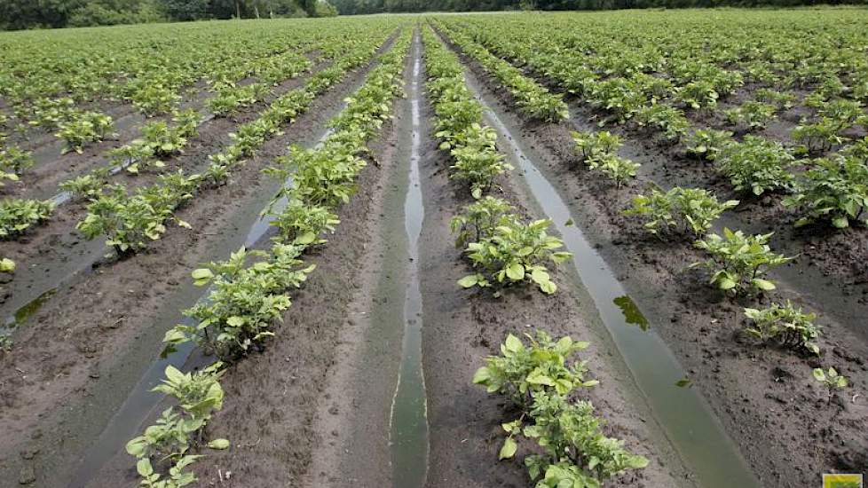 Het water tussen de ruggen is al groen.