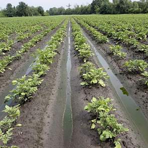 Het water tussen de ruggen is al groen.