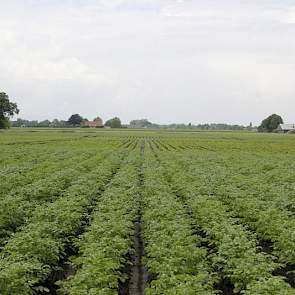 De wateroverlast is het grootst op de glooiende percelen in de regio. De aardappelen op de voorgrond doen het prima, in het lagere gedeelte staat nog water. Door de vele regen slaat de bodem dicht en spoelen aardappelruggen af. Ook de voedingsstoffen spoe