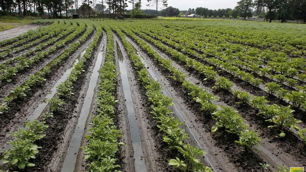 Over een maand is pas goed in te schatten hoe groot de schade is, zegt Van der Heijden. ‘Nu is dat nog te veel giswerk.’ Het weer van de komende weken is sterk bepalend voor de omvang van de schade. ‘We moeten afwachten hoeveel planten het gaan redden.’