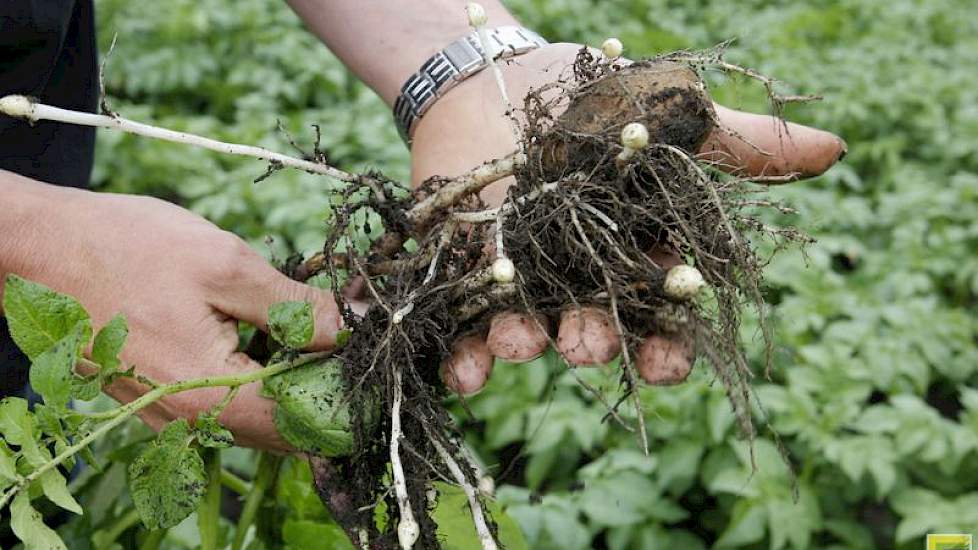 … en een gezonde plant.