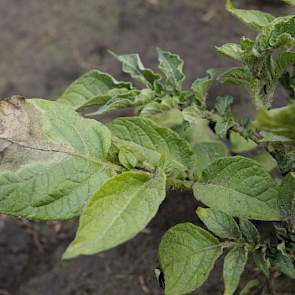 Door de combinatie van vocht, zon en hogere temperaturen slaat de phytophthora toe in de percelen.