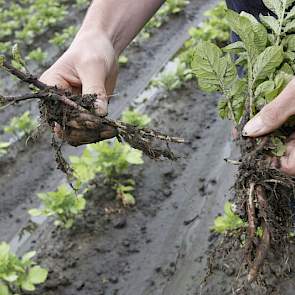 Verzopen en rotte planten…