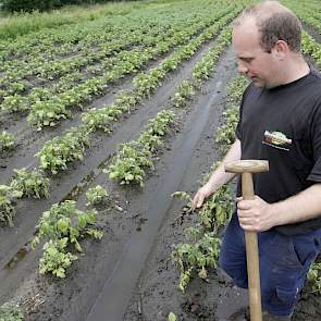 De wortels van de aardappelen beginnen te rotten.