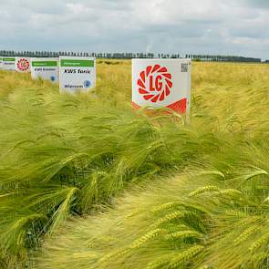 In de rondgang graan lagen rassendemo’s van onder meer wintergerst en wintertarwe. Er was aandacht voor groeiregulatie en er werd een uitgebreide bemestingsproef toegelicht.