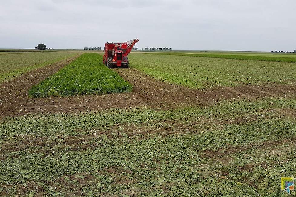 Hij levert zijn bieten al jaren voor de vroege levering, al gaat dat volgend jaar waarschijnlijk veranderen. Door de aankoop van extra ledenleveringsbewijzen kan zijn huidige areaal van 6 hectare bieten licht groeien. Hierdoor wordt de opslagplaats te kle