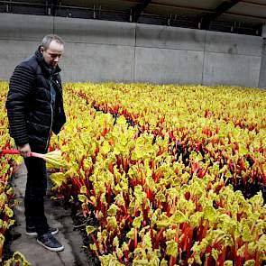 In de aardappelbewaarloods liggen 13 bedden, die geregeld handmatig worden gesproeid. De rabarber wordt in 4 weken tijd tot groei gebracht. Daarna worden alle rabarberstengels in 6 weken tijd geoogst.