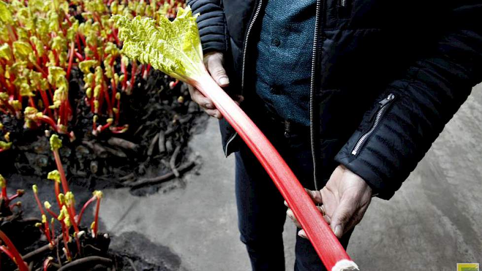 Verhoeven oogst zo’n 30 tot 40 kilo rabarber per m2. Via de veiling ZON in Venlo gaat het merendeel van de rabarber op transport richting Groot-Brittannië. Maar ook Zwitserland en Frankrijk zijn afnemers van dit kleurrijke gewas.