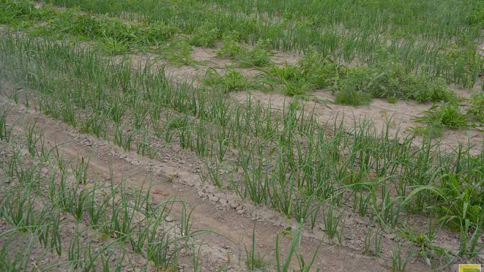 Waar nodig vroeg en veel bodemherbicide spuiten heeft het beste en schoonste resultaat, zei Hanko Blok bij de proef met bodemherbiciden in de uien. 'Zowel in droge als in natte jaren.' Het onbehandelde veld is duidelijk herkenbaar aan melde, straatgras, m